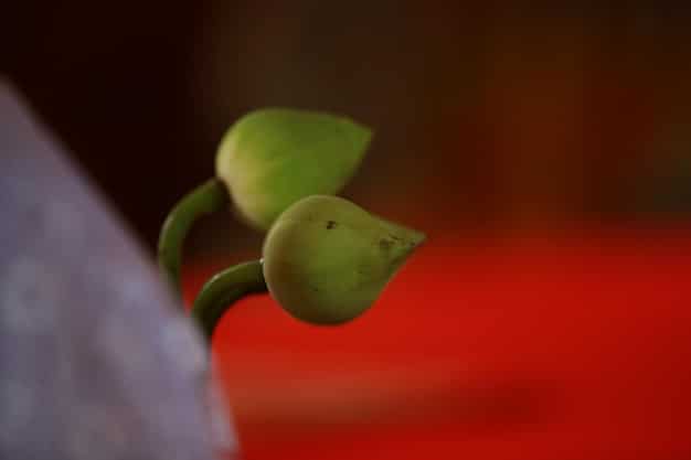 A close-up shot of a Mexican peso coin with a growing plant sprouting from it, symbolizing growth and investment opportunities in the Mexican economy. The background is blurred.