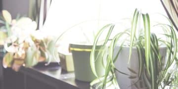Crea un Oasis: Guía para un Espacio de Calma en Casa (MX) - Cover Image
