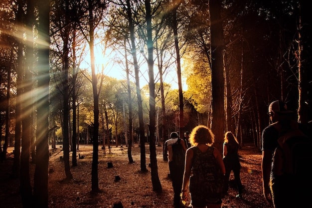 A group of people hiking through a dense forest in Mexico, sunlight streaming through the trees, creating a vibrant and inviting atmosphere.