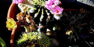 El secreto para un riego perfecto: plantas de interior sanas y florecientes - Cover Image