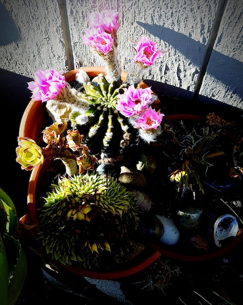 El secreto para un riego perfecto: plantas de interior sanas y florecientes